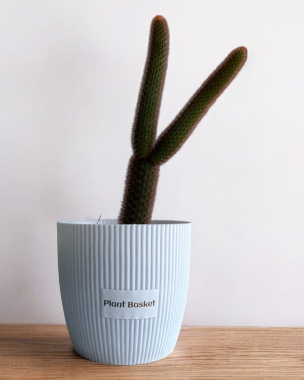 red monkey tail in a white pot