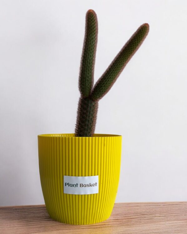 red monkey tail in a yellow pot