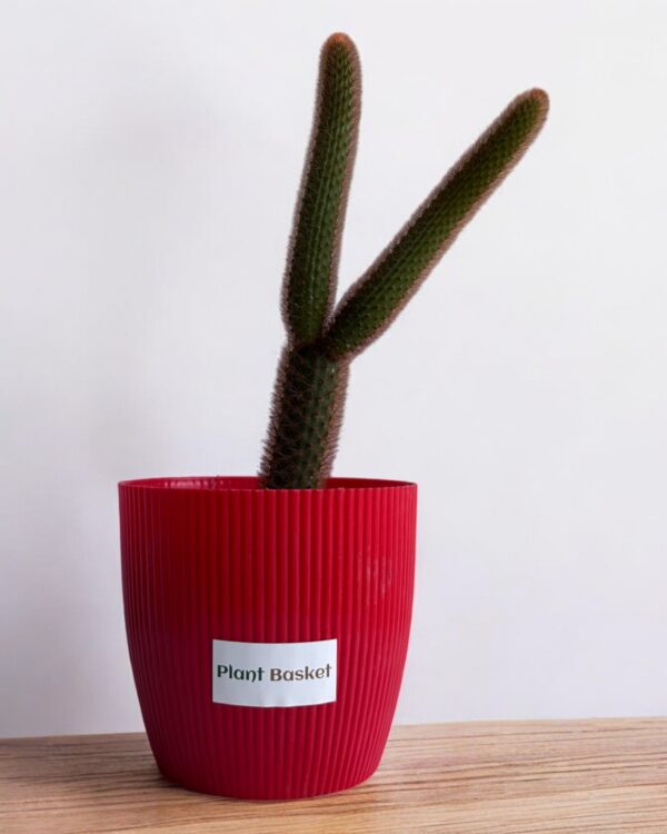 red monkey tail in a red pot