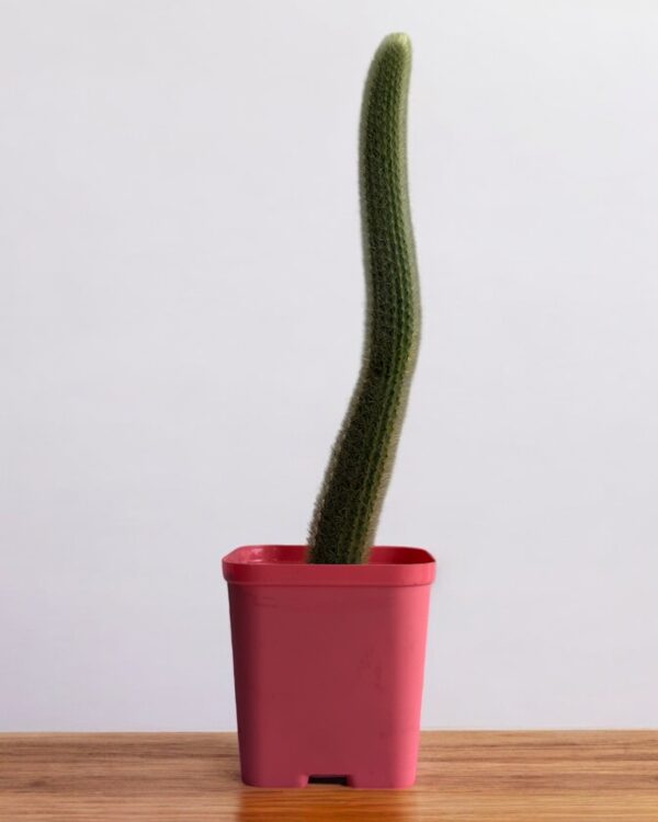 yellow rat tail cactus in a red pot