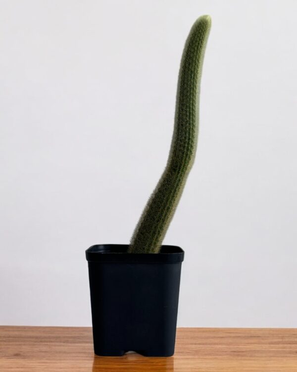 yellow rat tail cactus in a black pot