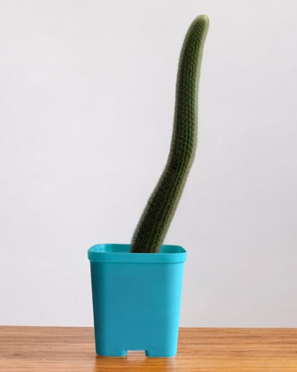 yellow rat tail cactus in a blue pot