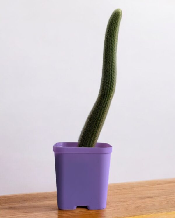 yellow rat tail cactus in a purple pot