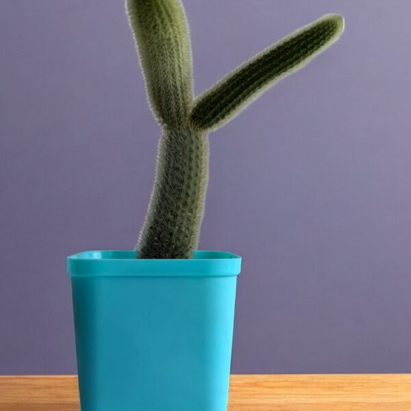 yellow rat tail cactus in a blue pot