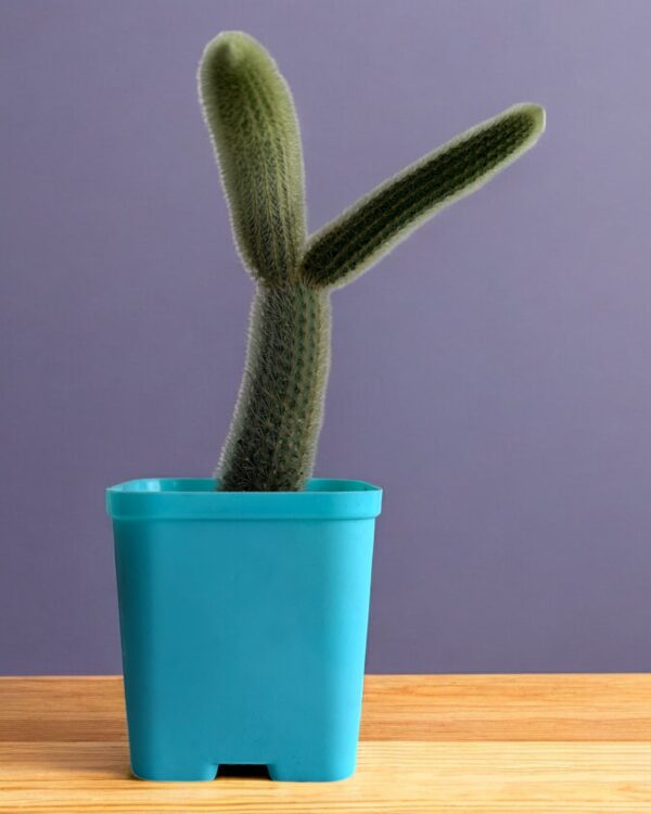 yellow rat tail cactus in a blue pot