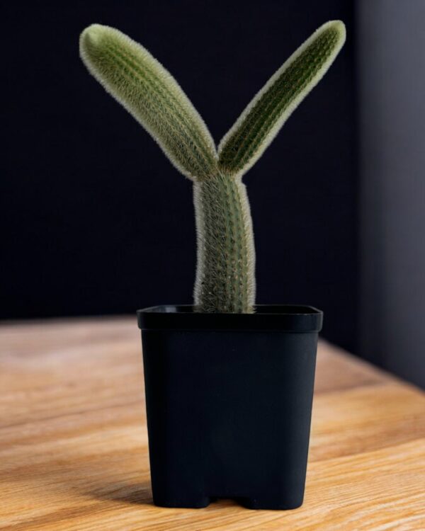 yellow rat tail cactus in a black pot