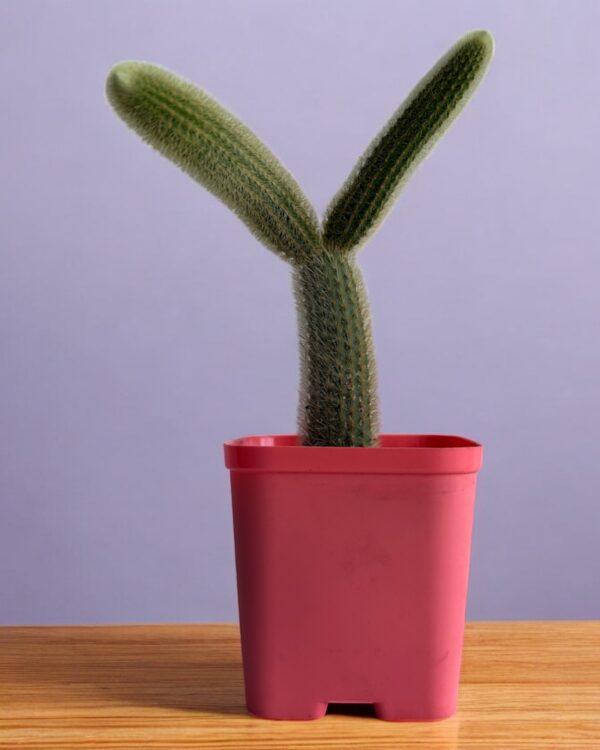 yellow rat tail cactus in a red pot