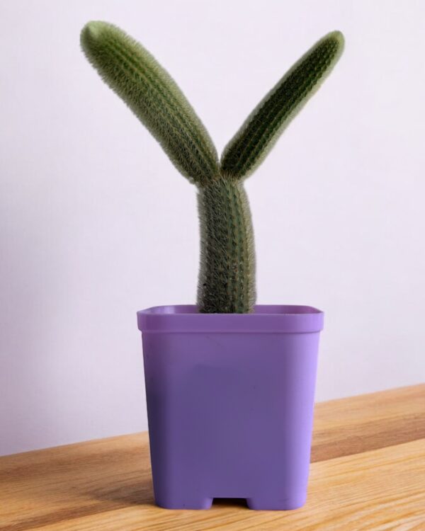 yellow rat tail cactus in a purple pot