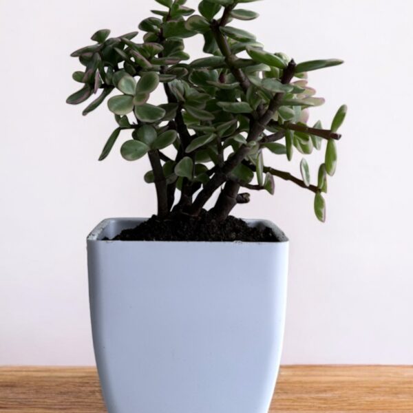afra yellow varigated mini jade in a white pot