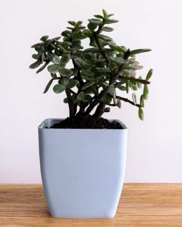 afra yellow varigated mini jade in a white pot