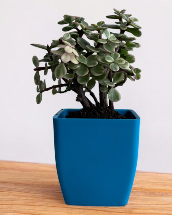 afra yellow varigated mini jade in a blue pot