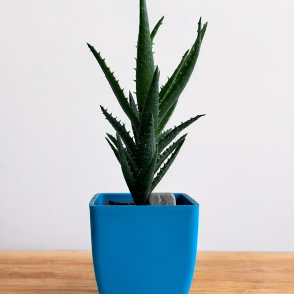 tiger tooth aloe vera in a blue pot