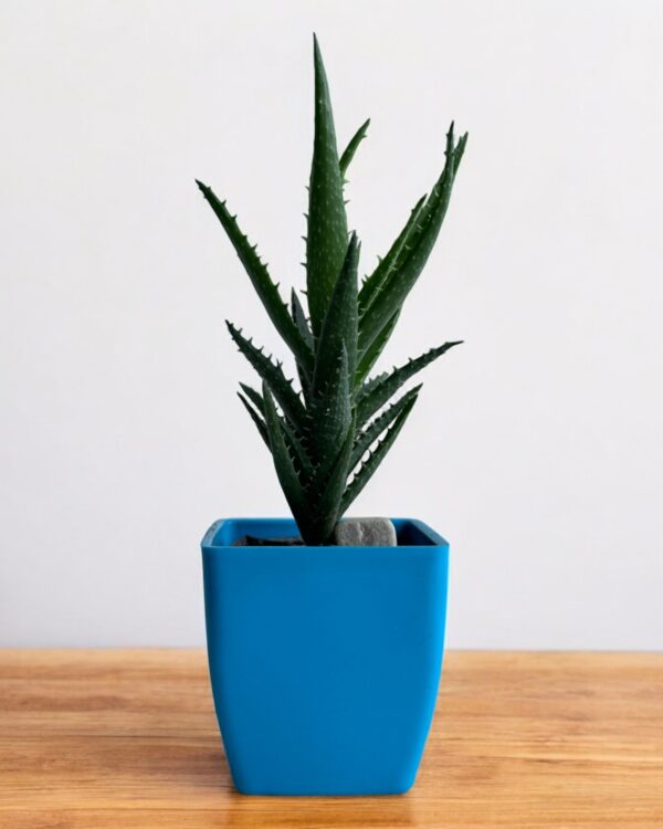 tiger tooth aloe vera in a blue pot