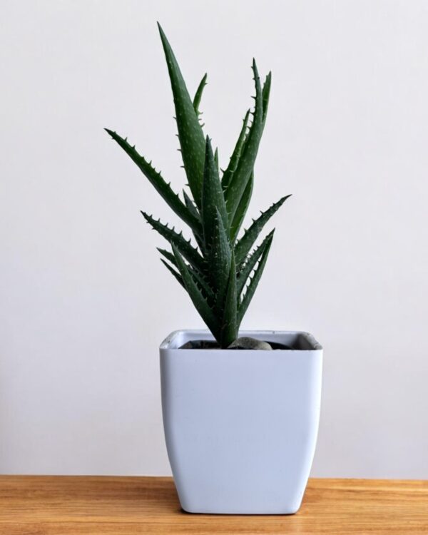 tiger tooth aloe vera in a white pot