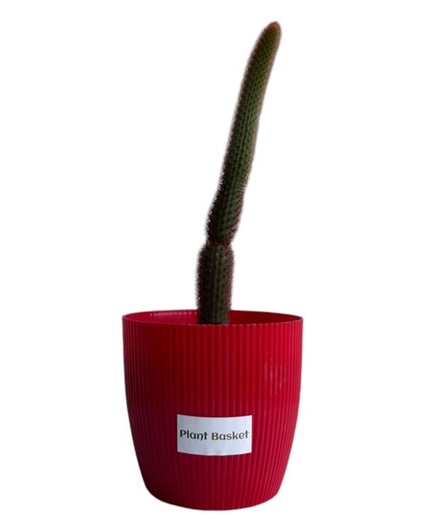 red monkey tail in a red pot