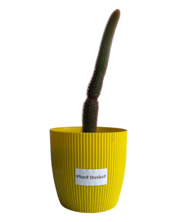 red monkey tail in a yellow pot