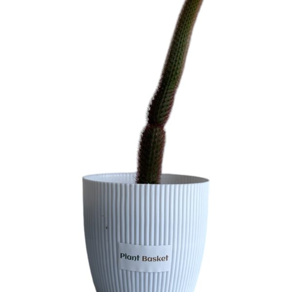 red monkey tail in a white pot