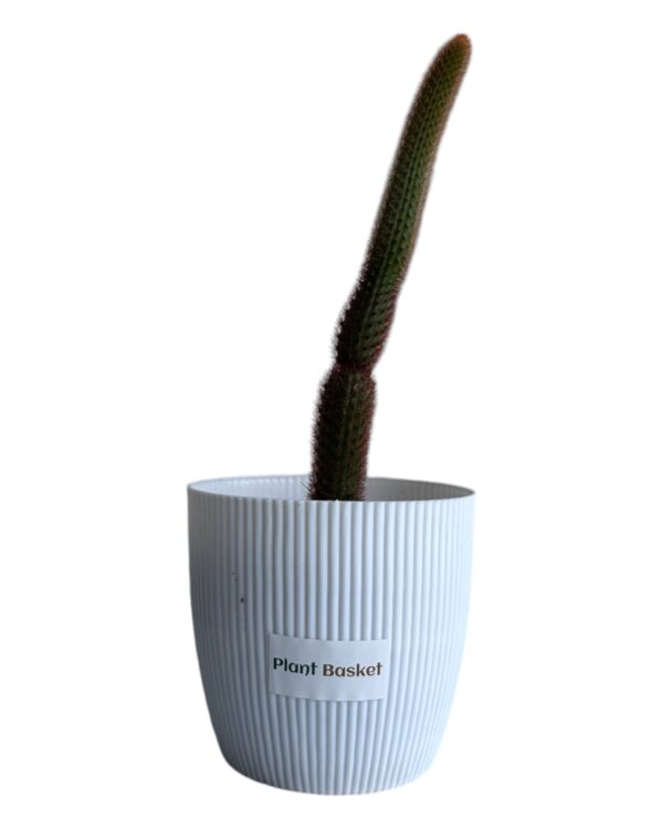 red monkey tail in a white pot