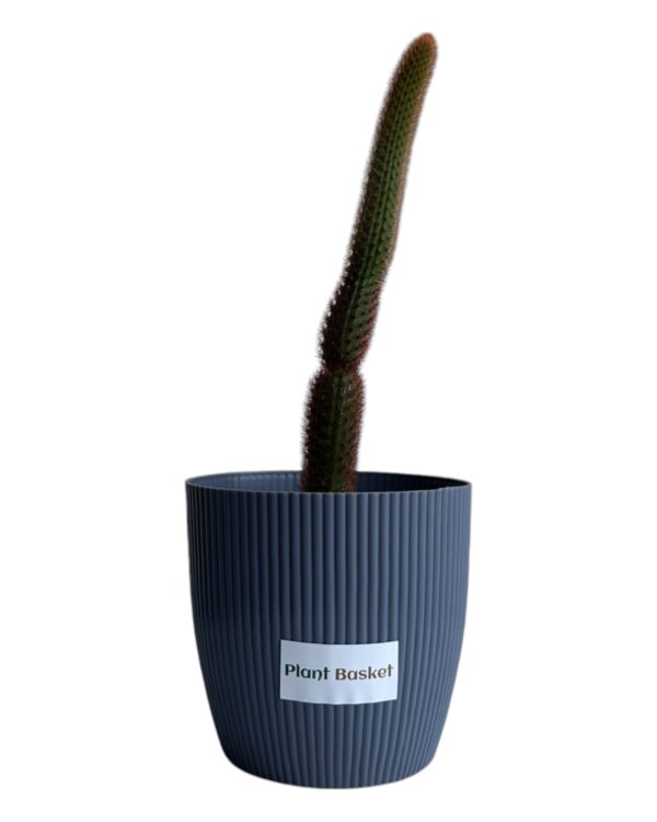 red monkey tail in a grey pot