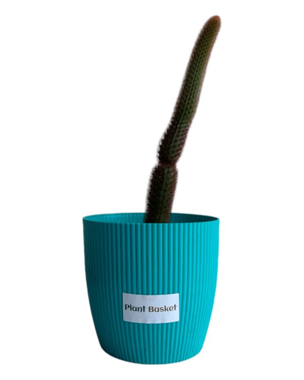 red monkey tail in a blue pot