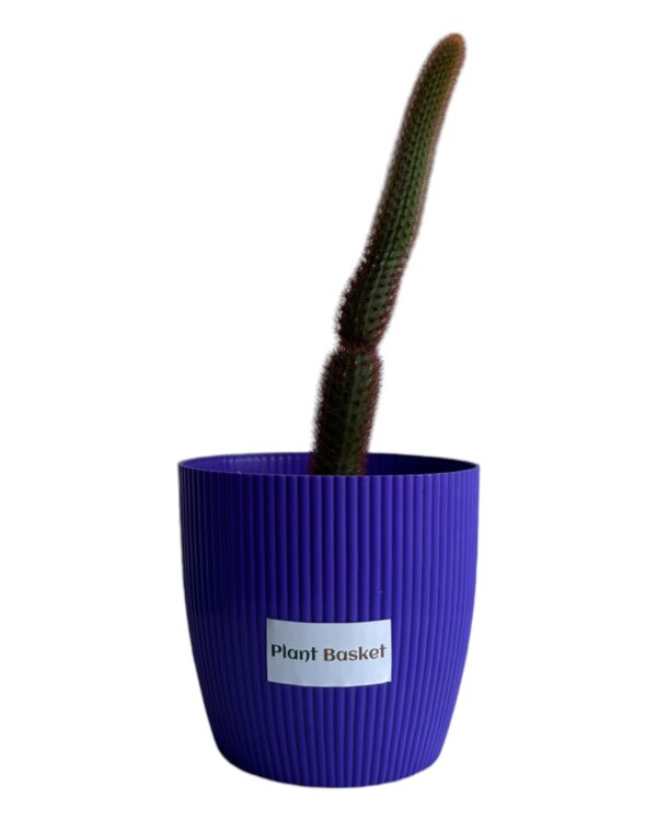 red monkey tail in a purple pot