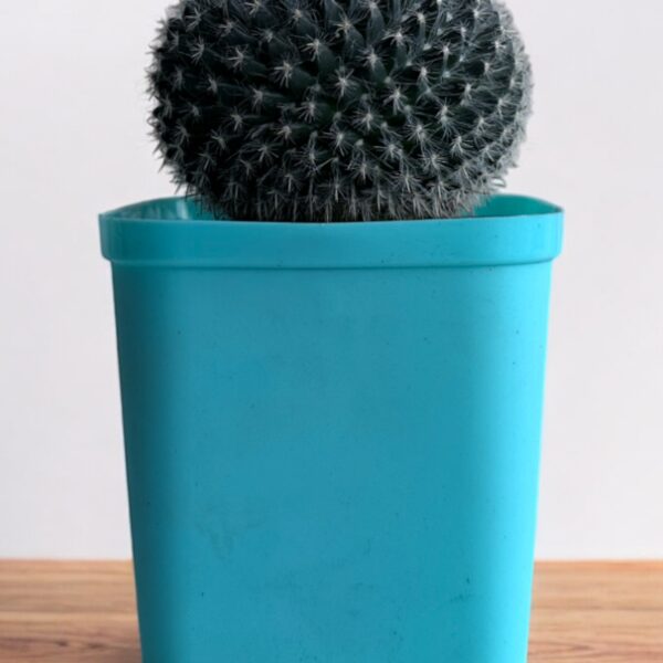 mammillaria in a blue pot