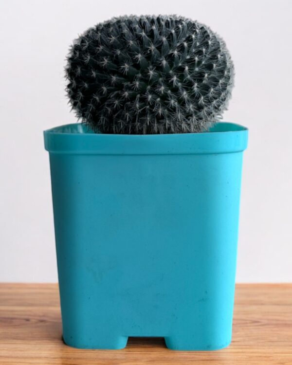 mammillaria in a blue pot