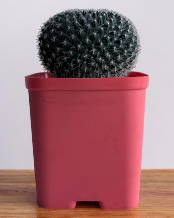 mammillaria in a red pot
