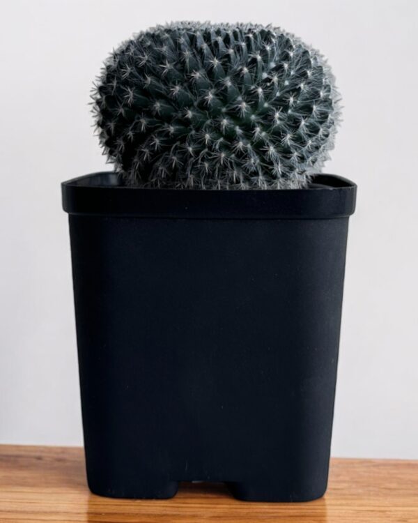 mammillaria in a black pot