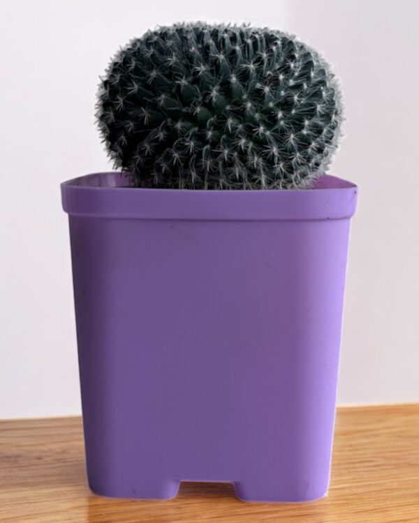 mammillaria in a purple pot