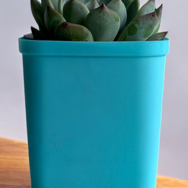 echeveria in a blue pot