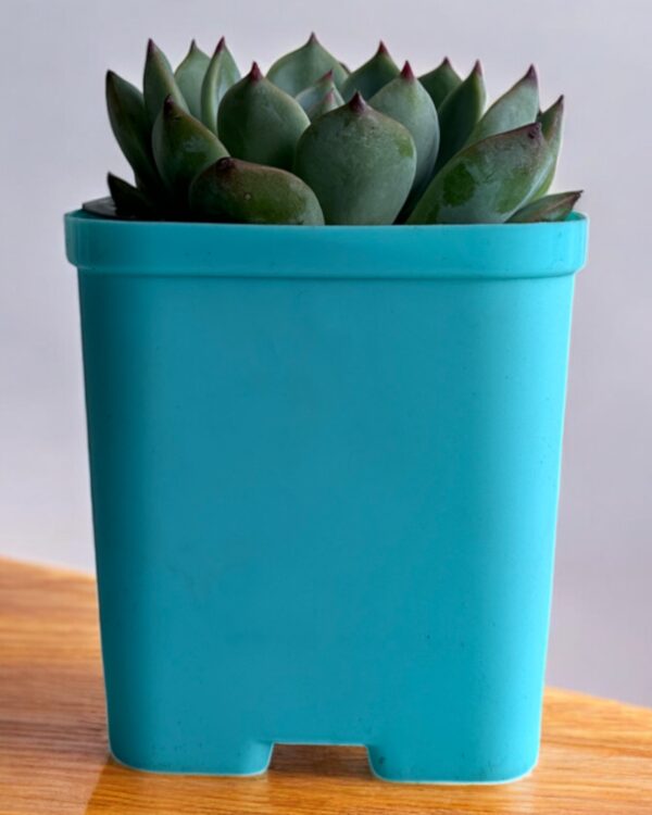 echeveria in a blue pot