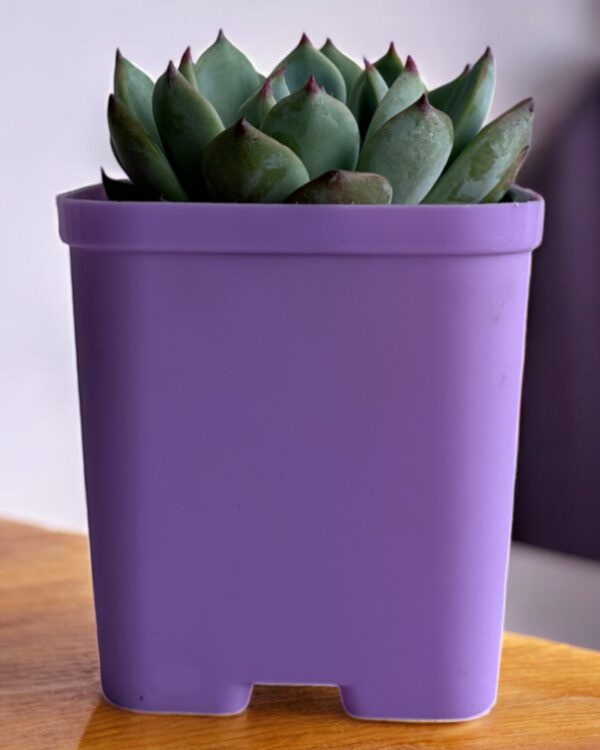 echeveria in a purple pot