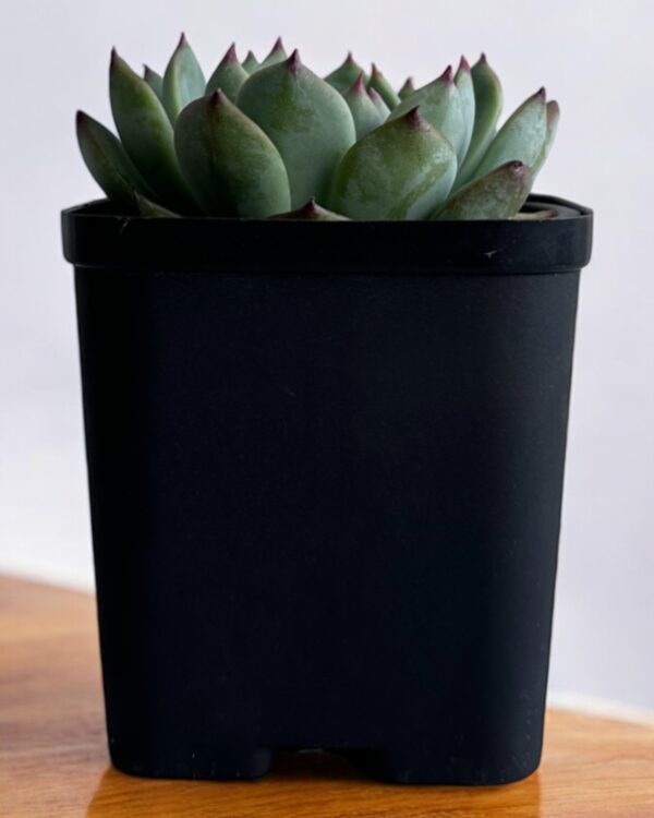 echeveria in a black pot
