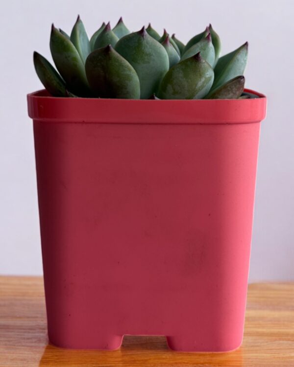 echeveria in a red pot