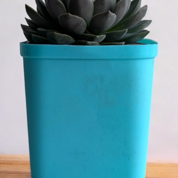 echeveria in a blue pot
