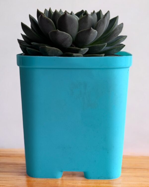 echeveria in a blue pot