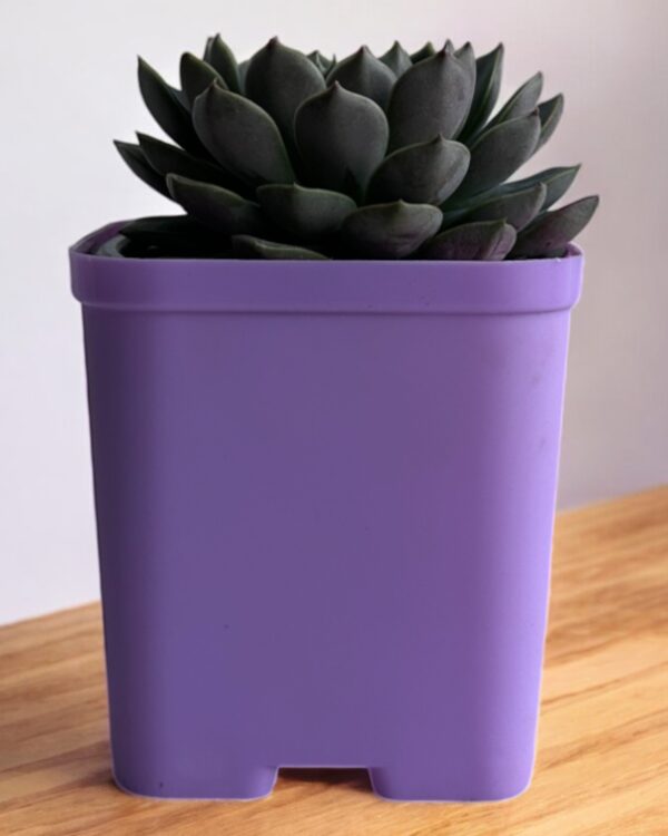 echeveria in a purple pot