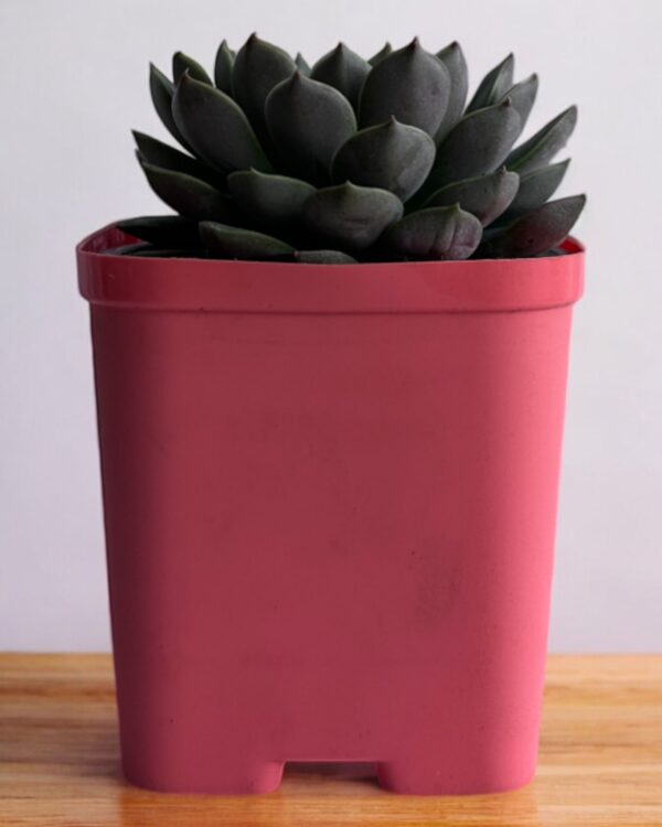echeveria in a red pot