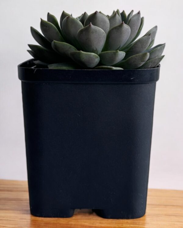 echeveria in a black pot