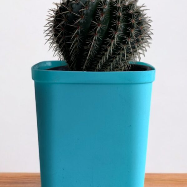red noto in a blue pot
