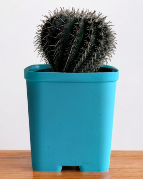 red noto in a blue pot