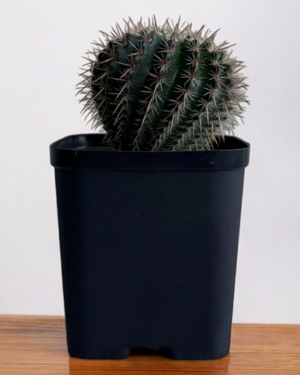red noto in a black pot