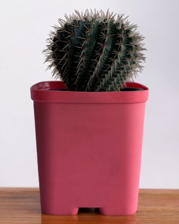 red noto in a red pot