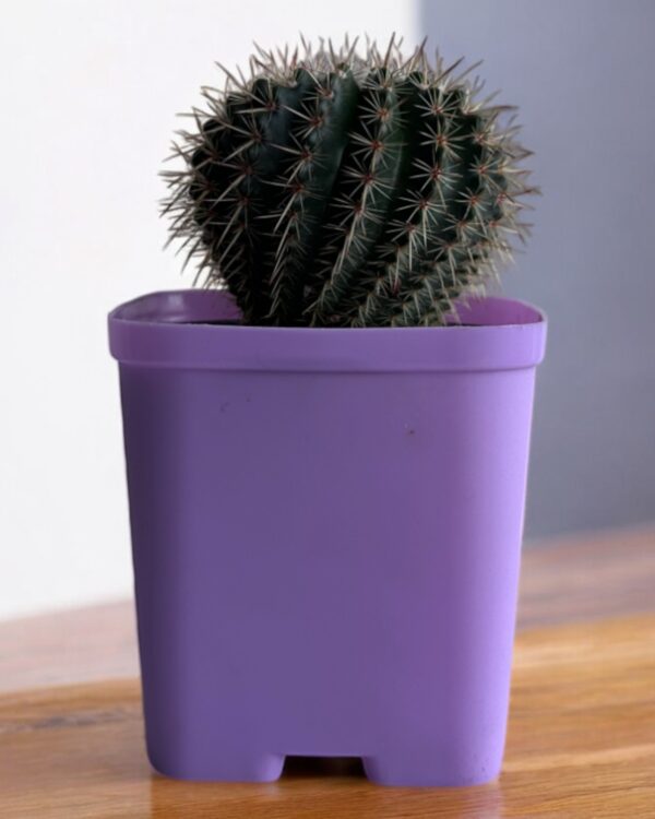 red noto in a purple pot