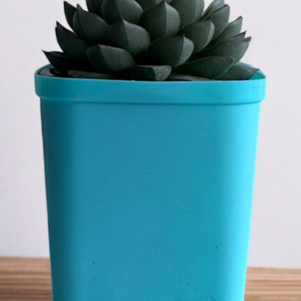 echeveria in a blue pot