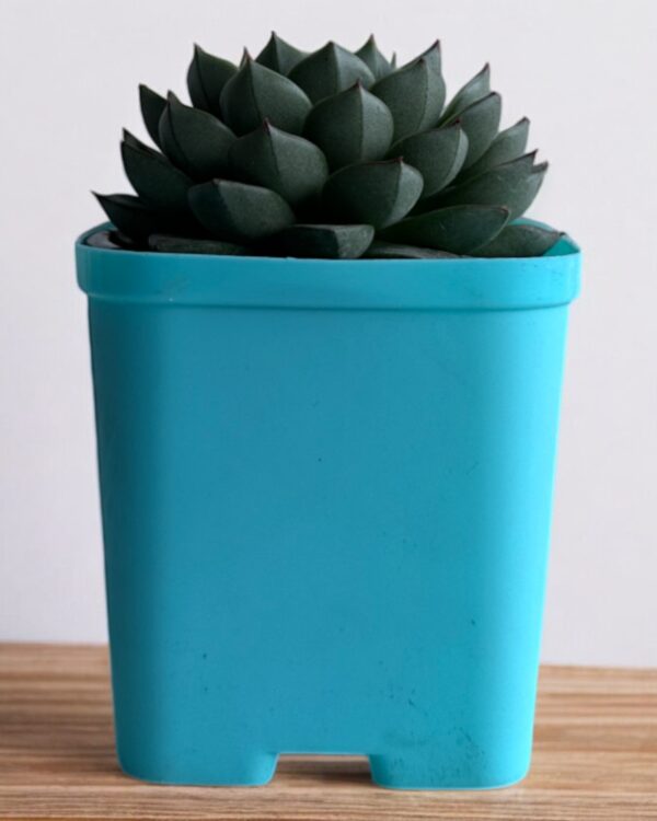echeveria in a blue pot