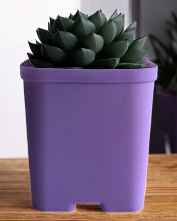 echeveria in a purple pot