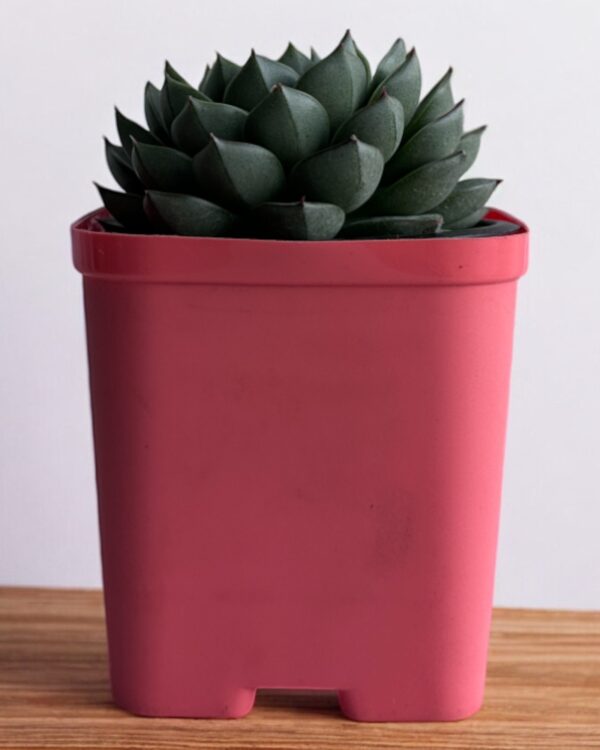 echeveria in a red pot