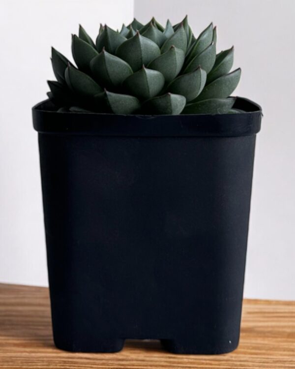 echeveria in a black pot